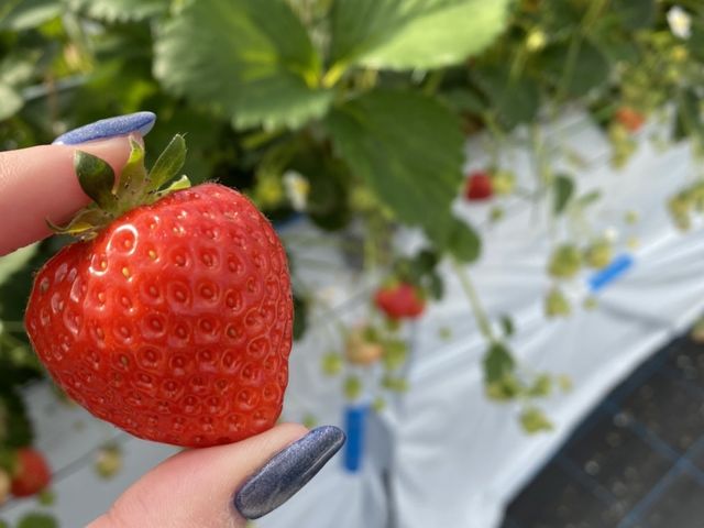 ���܂���_itoBEE�t�@�[��