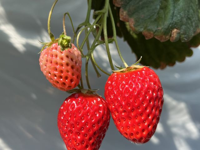 �^���Ԃȍg�ق���_Angelina berrys farm