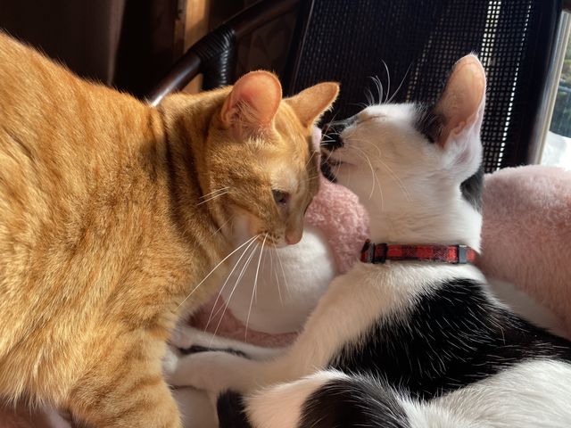 ���r�܂����p���B��܂���^ ^_�ی�L�J�t�F�@�ΔL