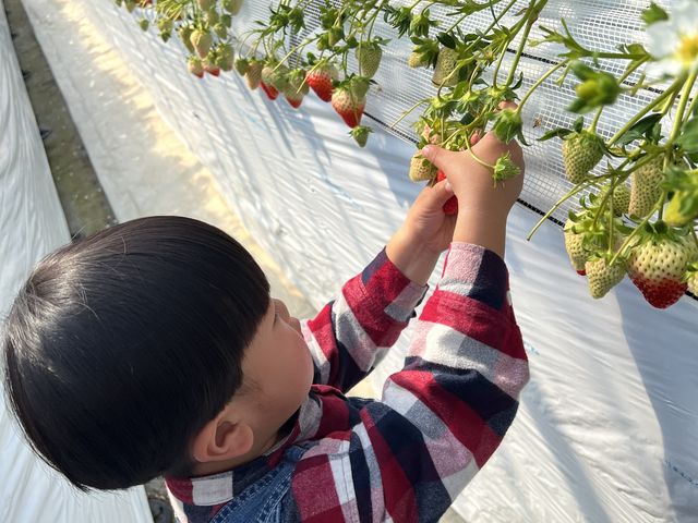 2�΂̑������Ɏ��n���Ă܂����B_SEN's Berry Farm