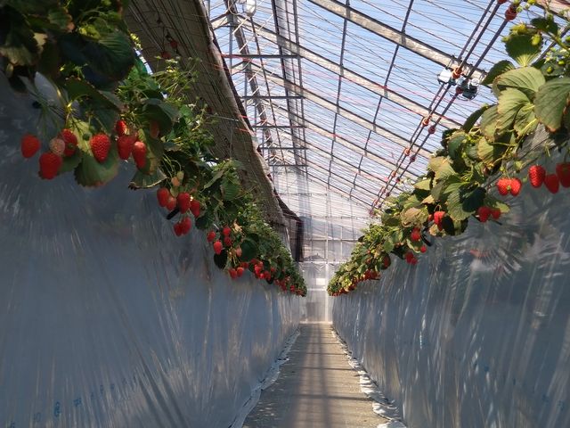 �n�E�X��_Angelina berrys farm