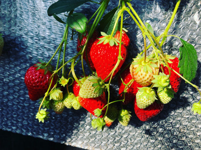 �傫���C�`�S�����Ԃ�ȃC�`�S���Â��Ĕ�������_�ÎR�_��