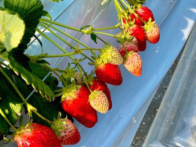�^���Ԃ�䕂������ς��ł��I�I_��������farm