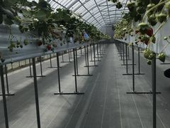 ܂񂳂strawberry farm ܂ƍH[ւ̓eʐ^1