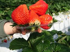 肩SEN's Berry Farmւ̓eʐ^3