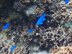 ݂Nature Guide Double Rainbow lC`[KCh@_uC{[ւ̓eʐ^1