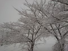 sumiren88̊⌴XL[ւ̓eʐ^1