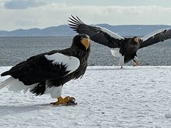 Ё[Ⴛ̃ViSHINRAjւ̓eʐ^1