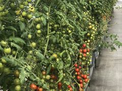 ͂邩̂ǂEEH[^[Et@[ւ̓eʐ^1