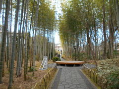 トシローさんの竹林の小径への投稿写真1
