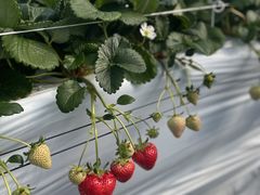 Ƃ͂ނ̍uSԉt@[ւ̓eʐ^1