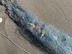 森川漁網店 ヒラツメガニ釣り体験 の口コミ一覧 じゃらんnet