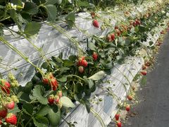 ͂񂳂̋Rx[hւ̓eʐ^1