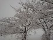 sumiren88̊⌴XL[̓eʐ^1