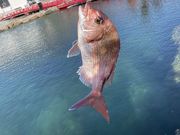 ���[���񂳂�̊���ό��v���b�g�t�H�[���̓��e�ʐ^4