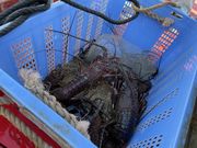 ���[���񂳂�̊���ό��v���b�g�t�H�[���̓��e�ʐ^5