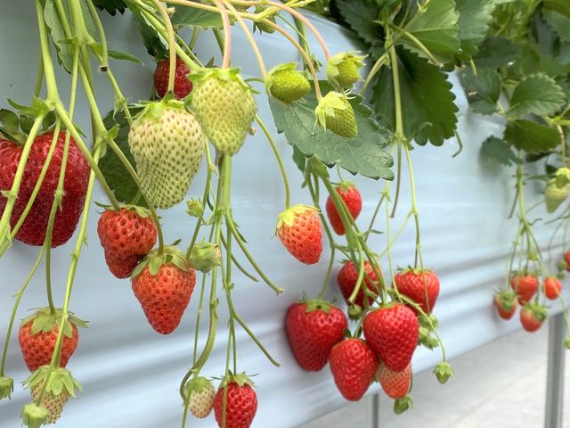 �Ԃ��������������ς�_�T�j�[�_��