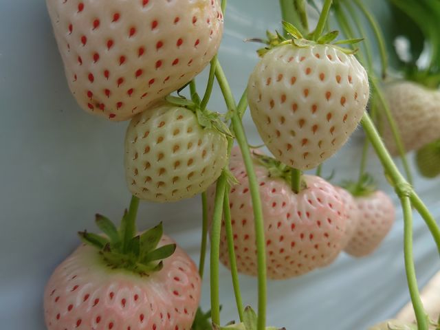 �G���W�F���z���C�g�A�H�׍��ł����B_�������E�u���[�x���[�_���@�x���[�̋�