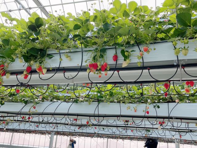 �󂩂�̂��������_�ƂƂ�׃t�@�[��