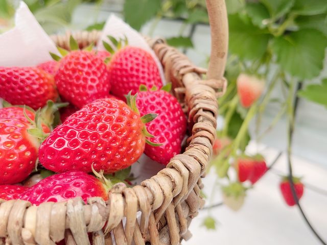 �Ԃ��C�`�S�������ς�_�ƂƂ�׃t�@�[��