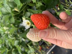 ��������񂳂��Ciel farm(�V�G���t�@�[���j�ւ̓��e�ʐ^1