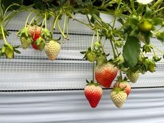 _CLLSEN's Berry Farmւ̓eʐ^1