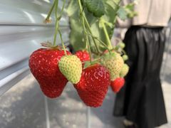 �Ȃ�����񂳂��Ciel farm(�V�G���t�@�[���j�ւ̓��e�ʐ^1