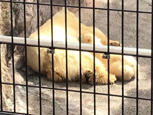 ���F�e�q�@�q�F���킢��
�V�{�݃q�O�}���I�[�v��
���G�ɘa�Ȃ爮��w�O�o�X�^�[�~�i�����Ɍ����@����_���R������