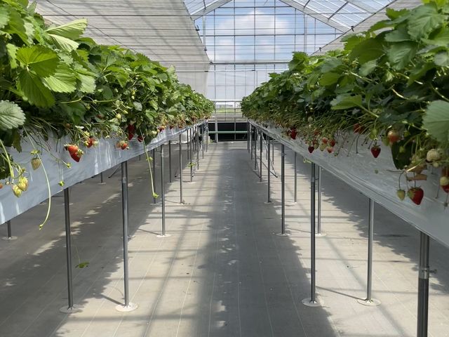 ������͖{���K�ꂽ�ASTRAWBERRY�@GARDEN�@ROYAL�B�����Ȏ��������A�H�ׂ�̂ɋ�J_STRAWBERRY GARDEN ROYAL