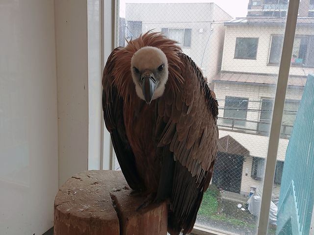 �n�Q���V����_�ӂꂠ���J�t�F ���ӂ肱����