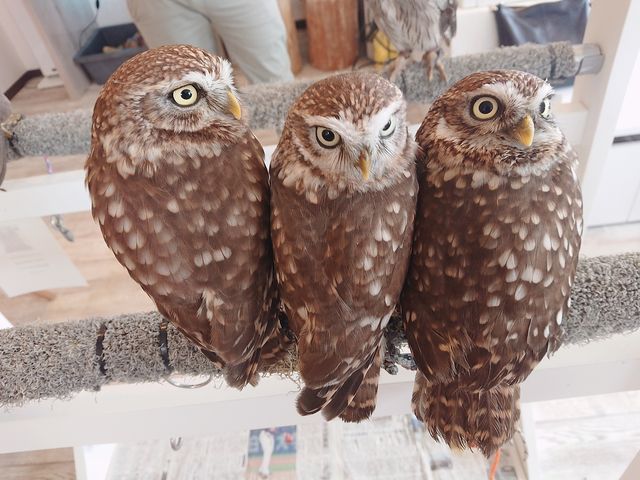 ������_�ӂꂠ���J�t�F ���ӂ肱����