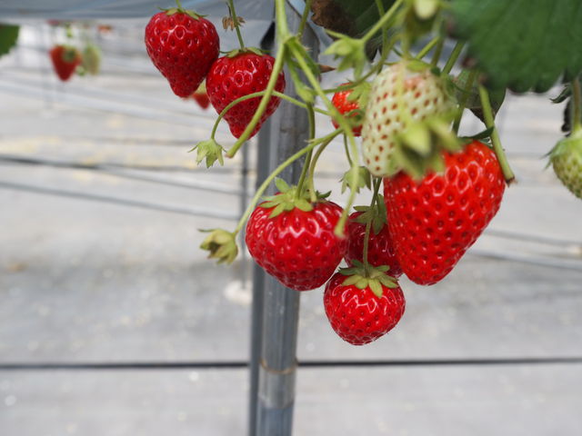 �傫���̂��珬�������̂܂ŁA�Â��Ĕ��������������ł���_�n糂�������