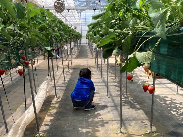 �q�����C�ɓ����āA�܂��������ƌ����Ă܂��B_�K�C���t�@�[��(���c�t�@�[���j