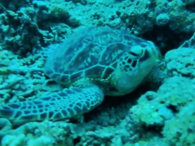 ���킢���E�~�K��_big beach�Ί_��