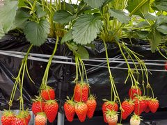 ݂񂳂̐ό_ւ̓eʐ^1