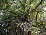 ݂񂳂̃ARE̖؂̓eʐ^1