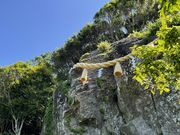 ݂񂳂̃ARE̖؂̓eʐ^2