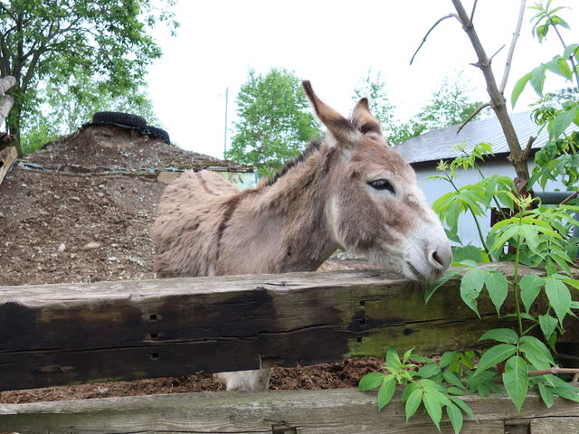 ���o���񂪂��o�}���H_���c�t�@�[��