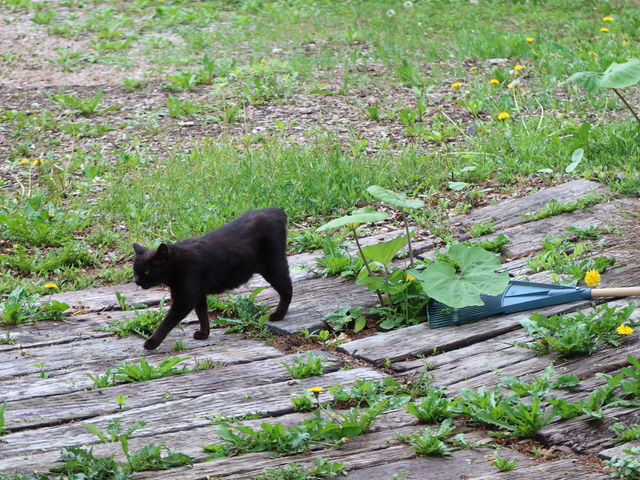 �����č��L�Q��_���c�t�@�[��