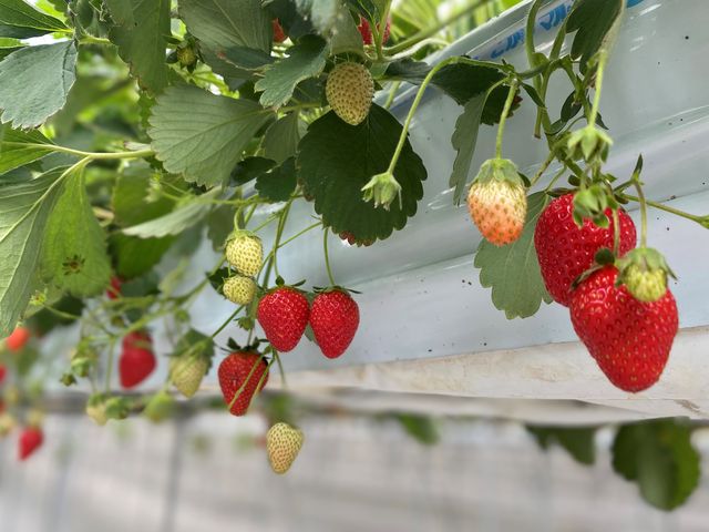 �T�����A�������̃V�[�Y�����I��肻���Ȃ̂ɂ���Ȃ������������ς��Ŋ����I_very berry farm