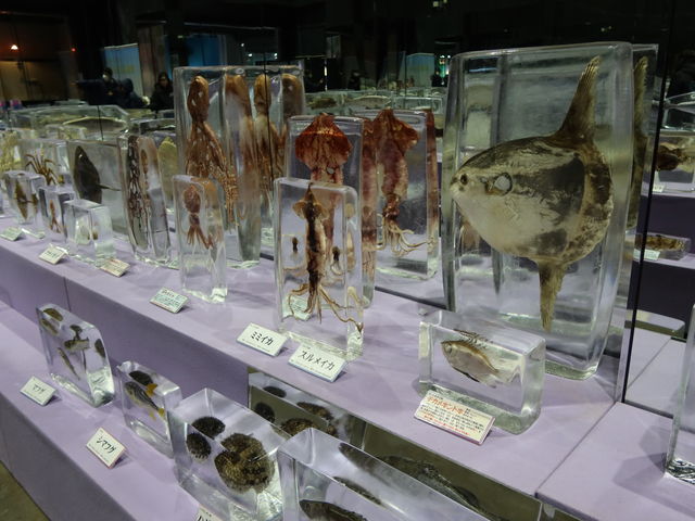 ���̕X�Ђ��͂�Ȋ���_�k�C���I�z�[�c�N���X�Ȋw�Z���^�[�uGIZA�v