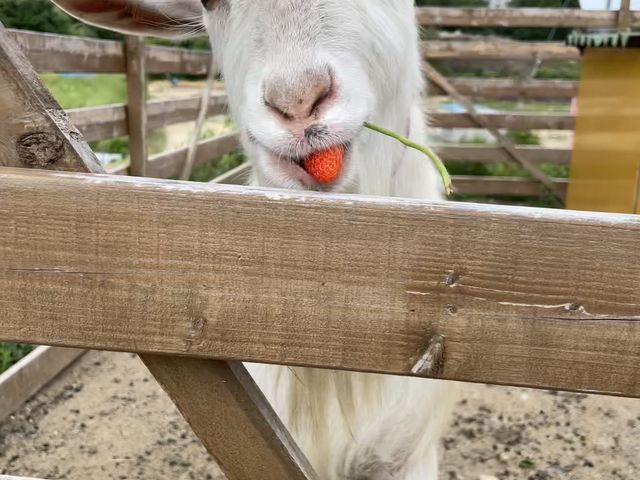 ��������_�������̉�