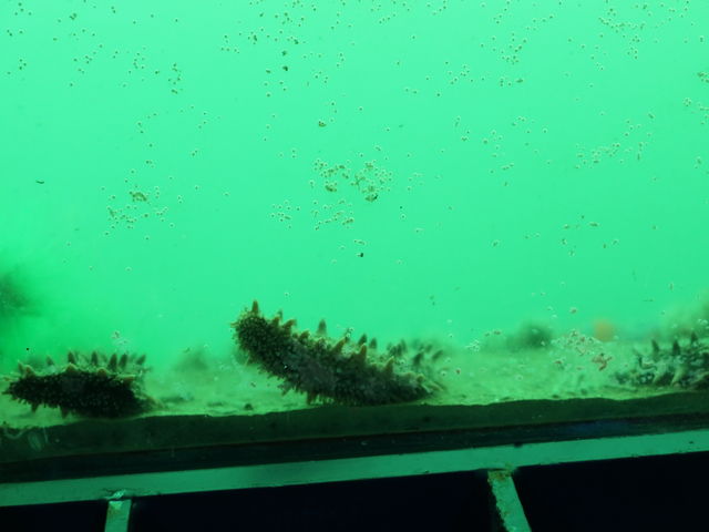 �C���W�]�����猩���C_�X�C�W�]���I�z�[�c�N�^���[