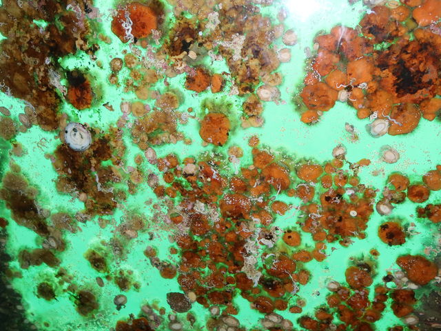 ����͂Ђǂ�_�X�C�W�]���I�z�[�c�N�^���[