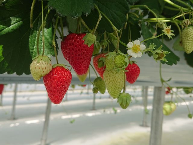 4ނ̃C`S30HוBV[g~ĂYłB_mogberry(Ox[)