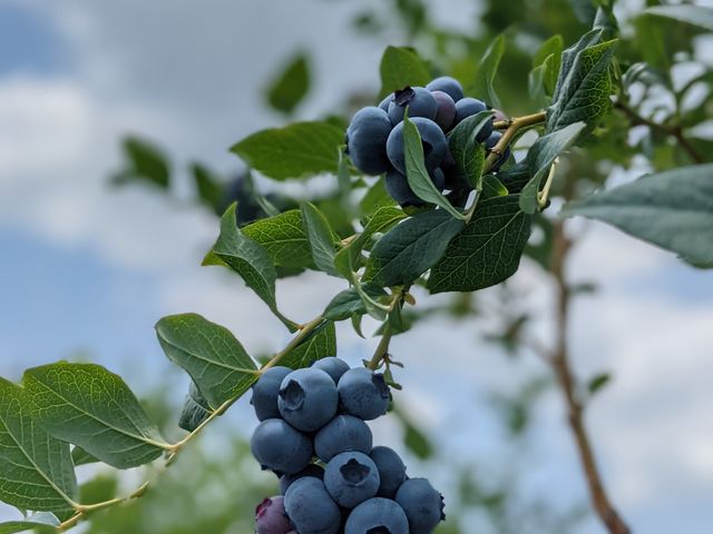 �u���[�x���[�̉ʎ�_�Ƃ悳���u���[�x���[�K�[�f��