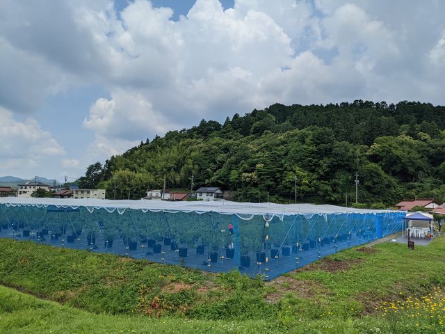 ���ߌi_�Ƃ悳���u���[�x���[�K�[�f��