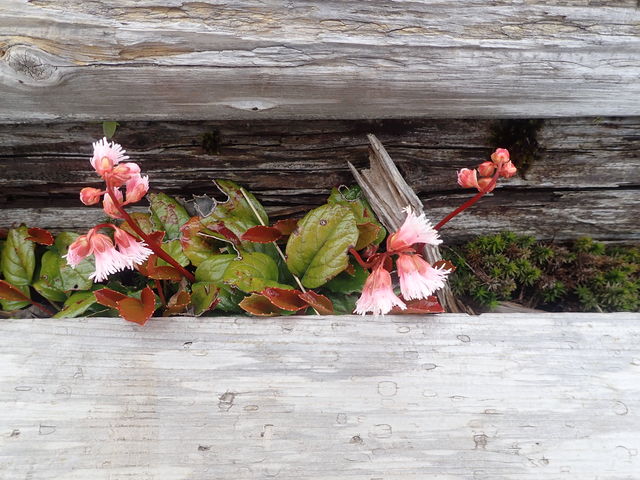 }CanñR}NTiHcxj̓eʐ^1