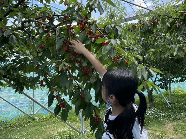 �g�����������ς��B_�n糊ό��N�����@sweet cherry watanabe