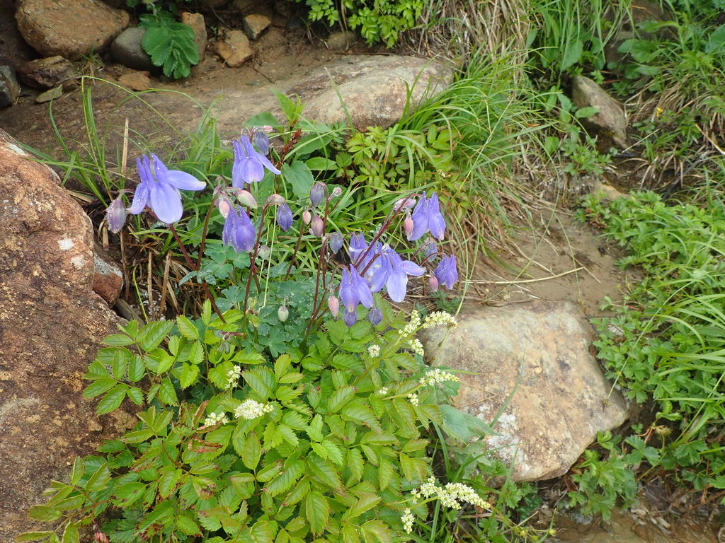 鱒沢駅周辺の動物園 植物園ランキングtop10 じゃらんnet